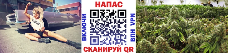 Каннабис планчик  где купить наркоту  Павловская 